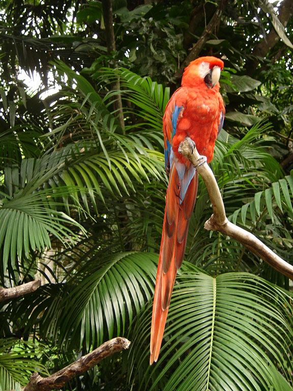 420 - Lapa Roja 2