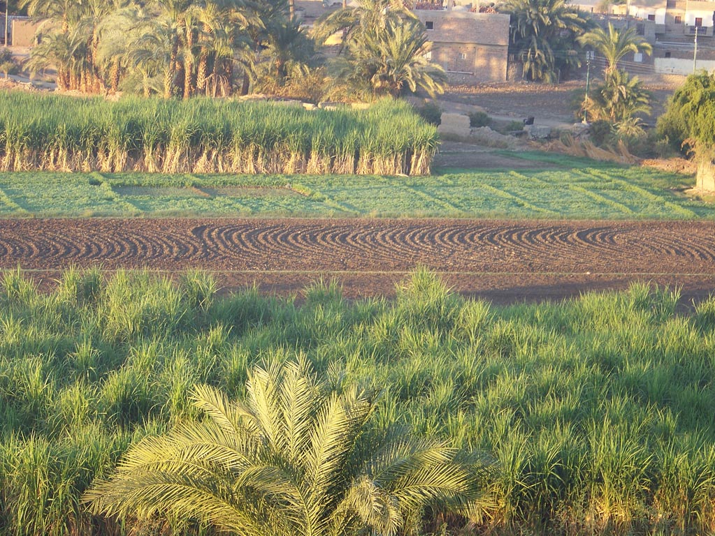 1810 - Egypt - Ballooning - 100_1739