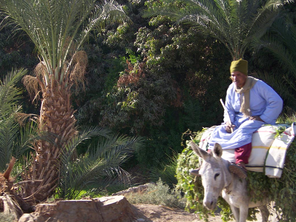 1907 - Egypt - Dandara - 100_1599