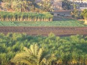 1810 - Egypt - Ballooning - 100_1739