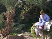 1907 - Egypt - Dandara - 100_1599