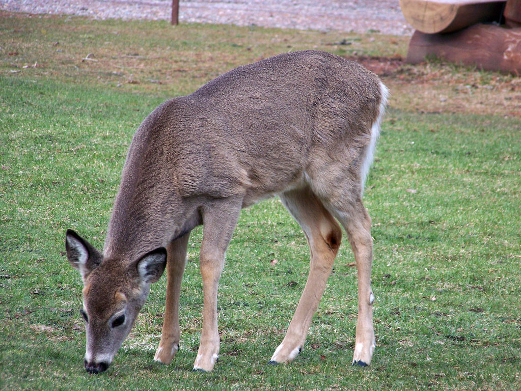 053-Glacier Park 531