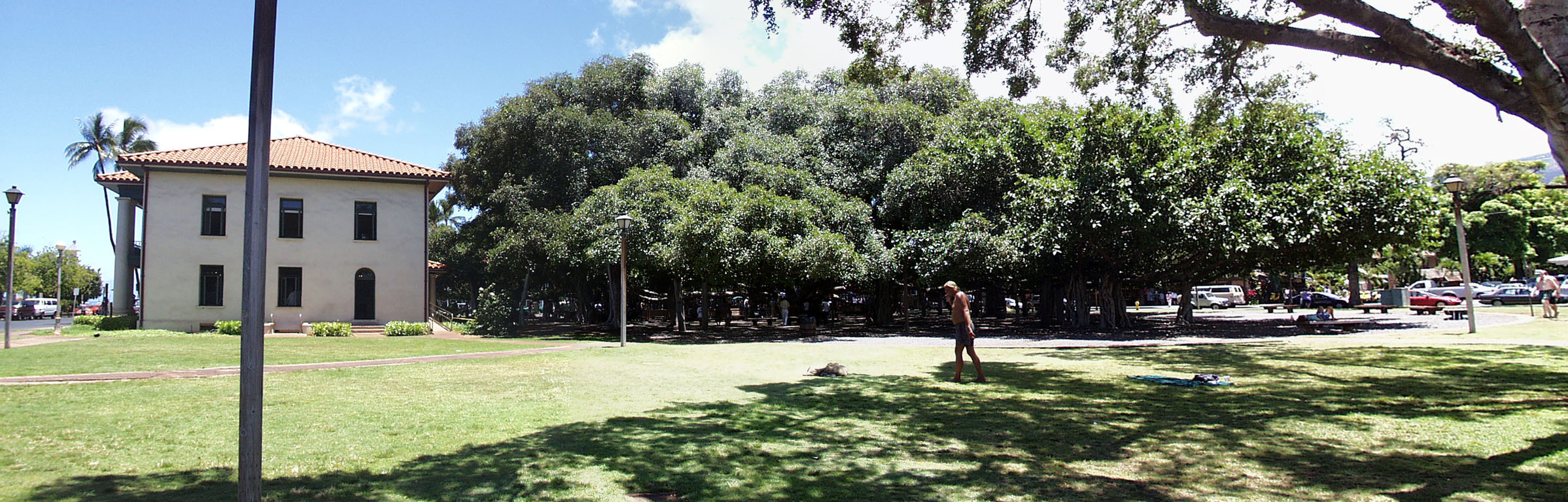 262 - Banyan Tree_Panorama1