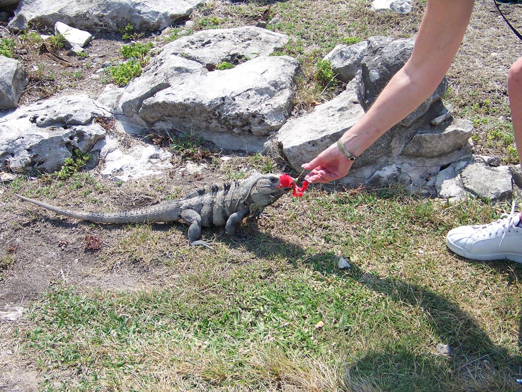 Playa Del Carmen - 2225 (Tulum)