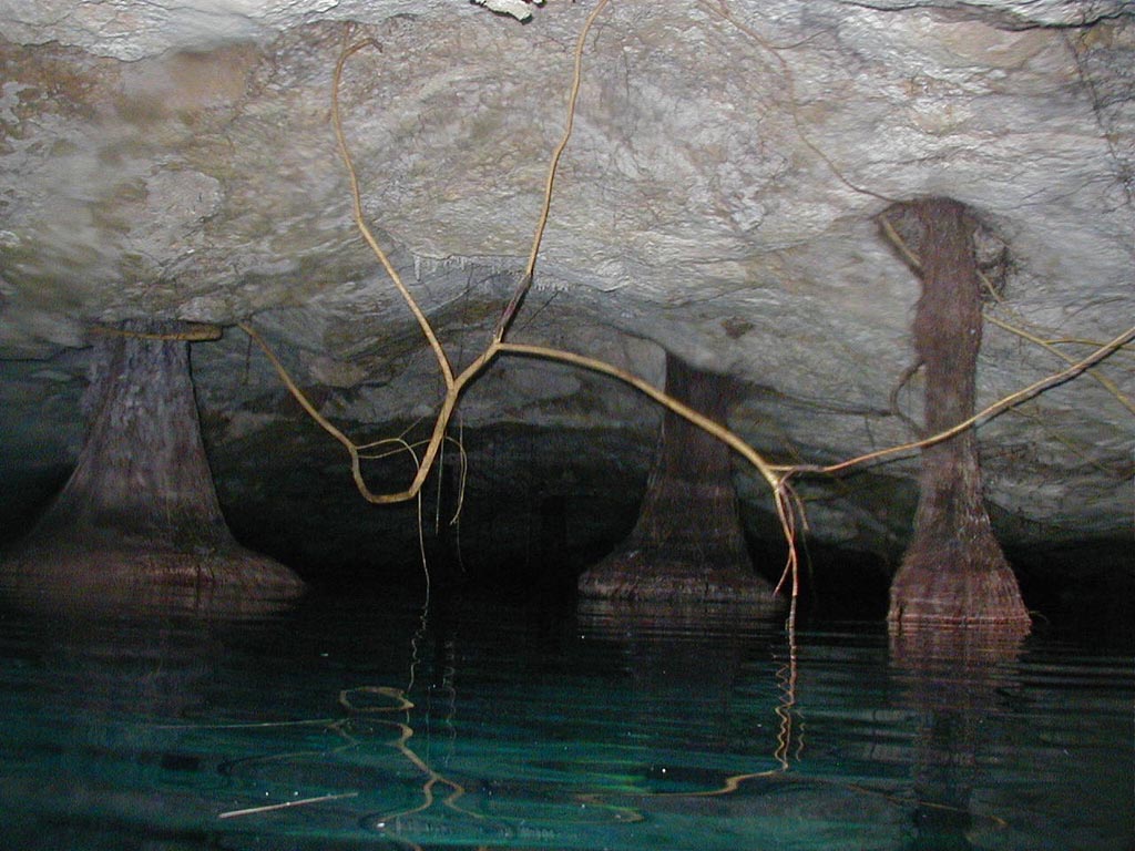 Playa Del Carmen - 5021 (Cenote)