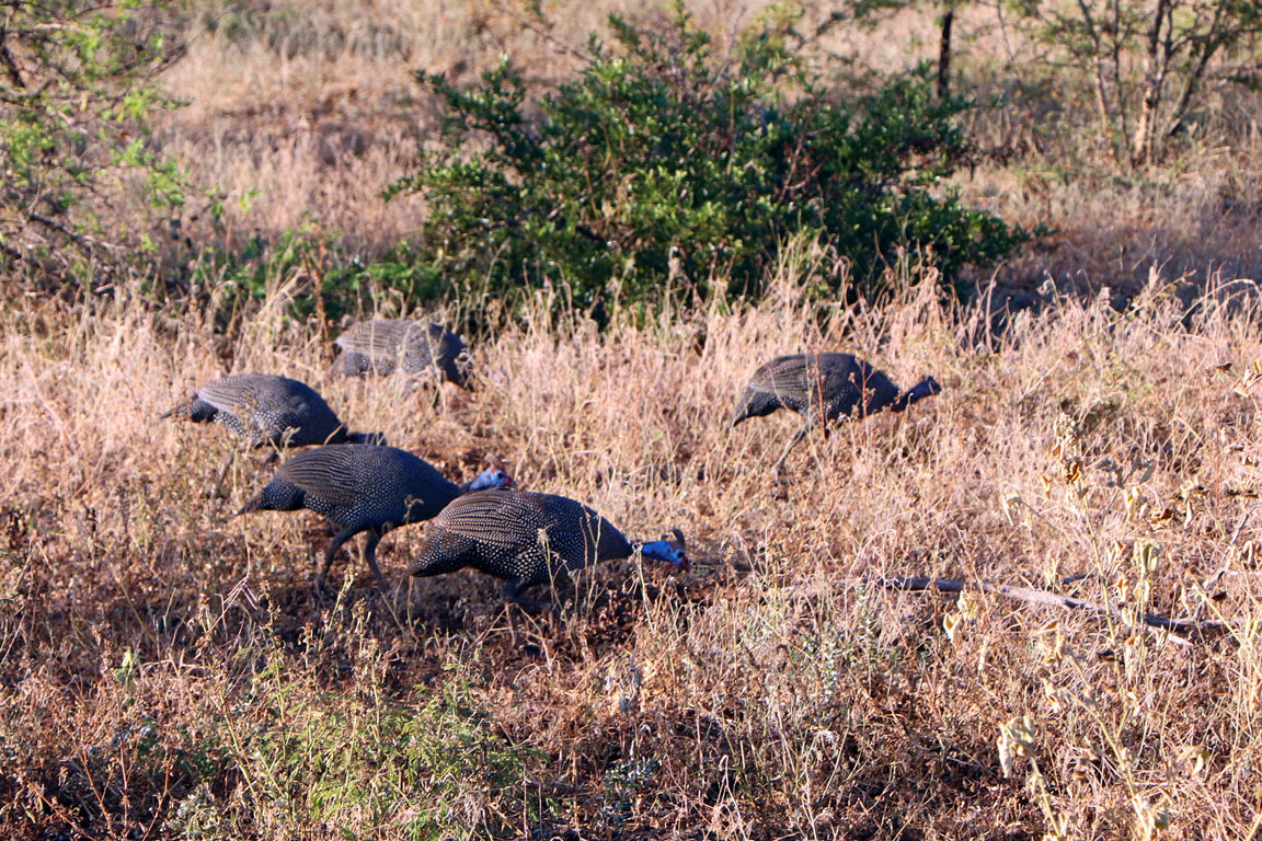 175 - Guinea Fowl IMG_1229