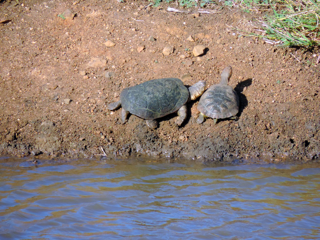 180 - Turtles DSCN1730