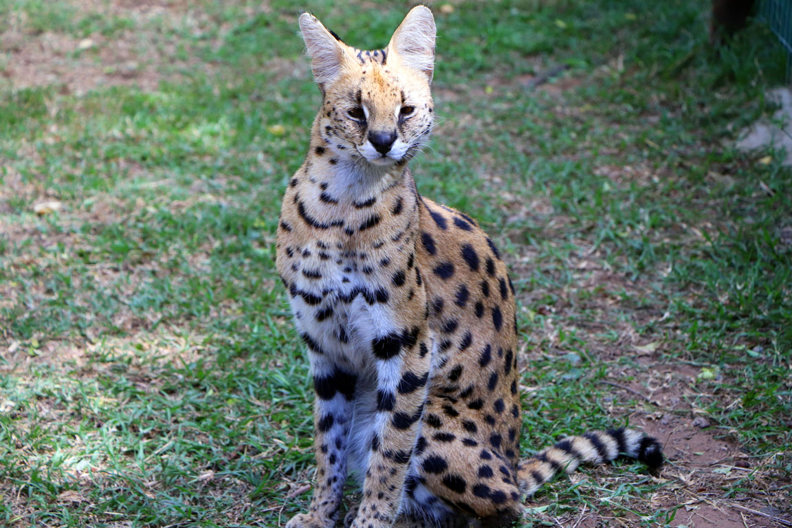 187 - Serval IMG_1282