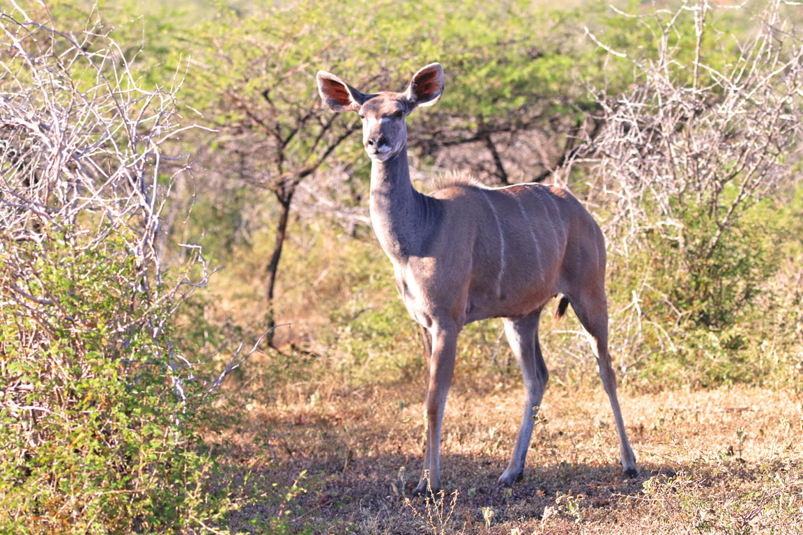 215 - Kudu IMG_1547a