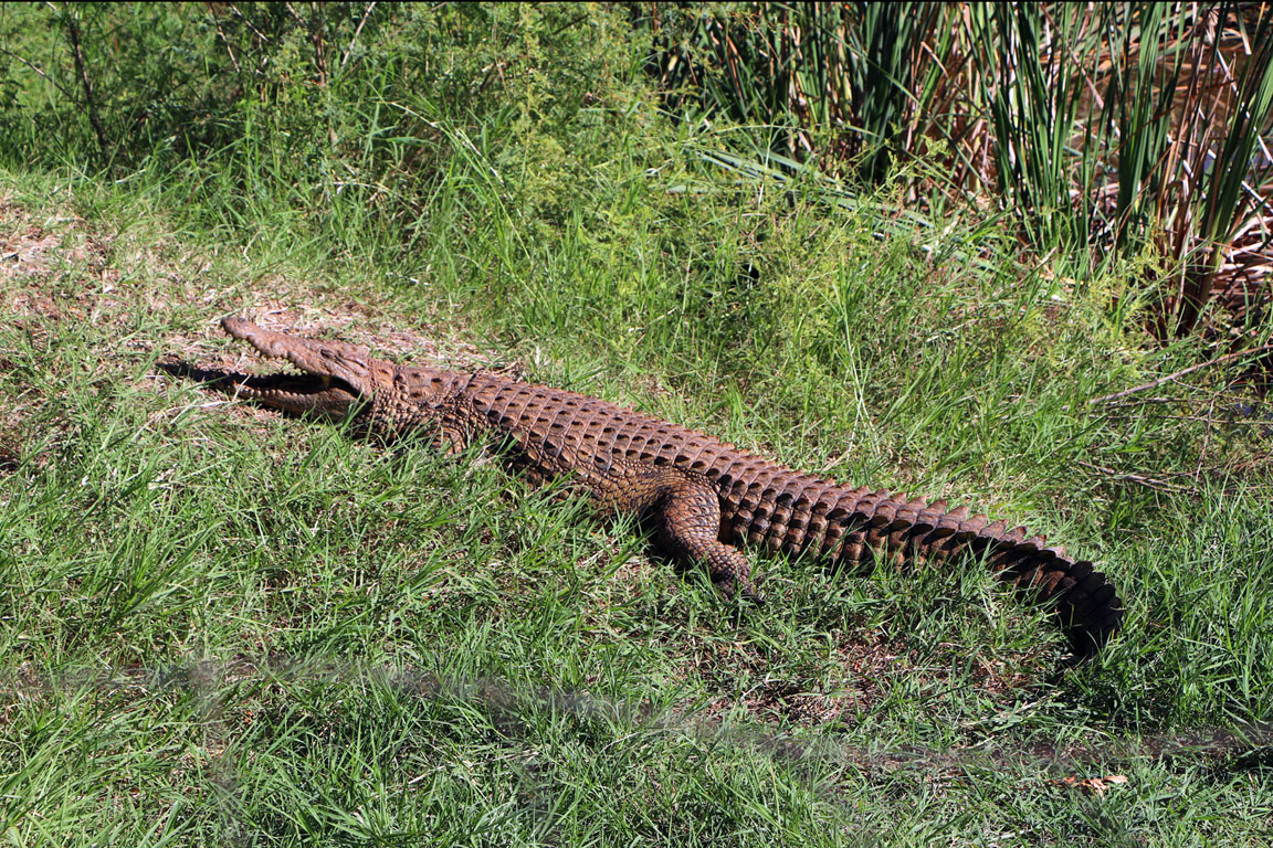 230 - Crocodile IMG_1555