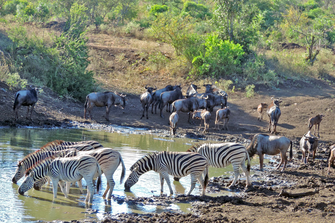 230 - Watering Hole DSCN1813a