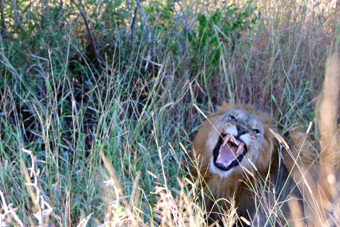 235 - Lion Roar at Phinda IMG_1575a