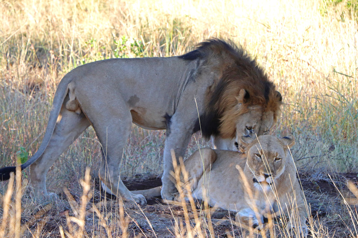 240 - Lion Ready to Go at Phinda IMG_1590