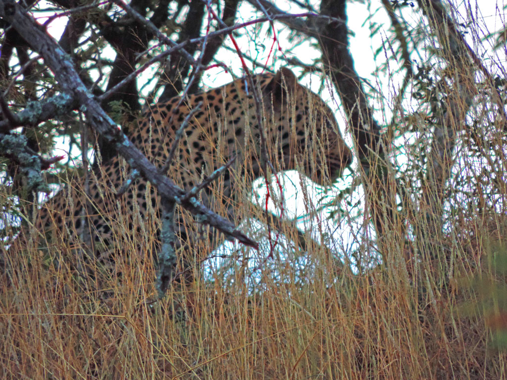 295 - Leopard Profile DSCN1922a