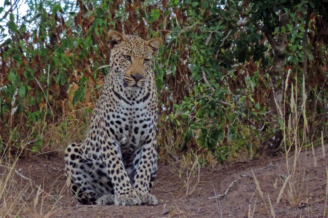 300 - Leopard Full Frontal DSCN1935a