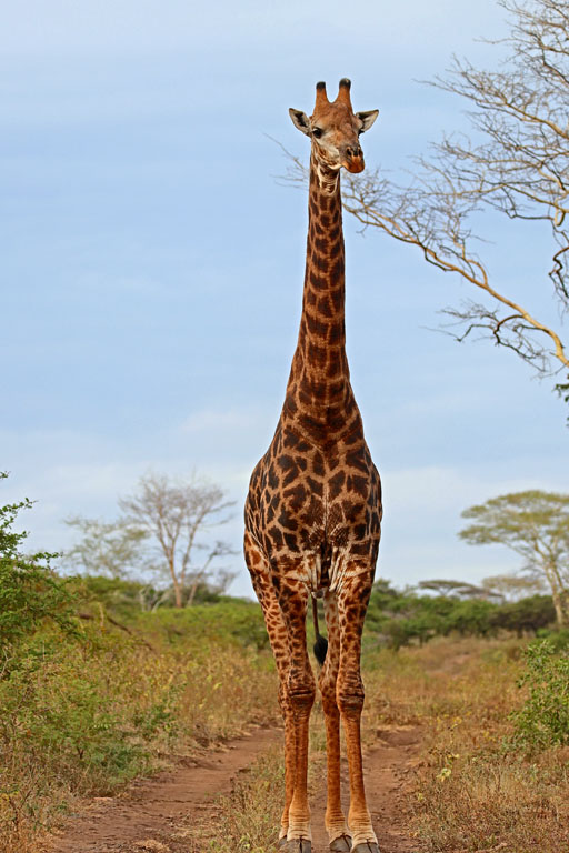 315 - Giraffe Full Frontal IMG_1868