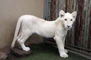 085 - White Lion Cub IMG_0485