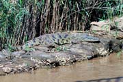 125 - Nile Crocodile IMG_0914