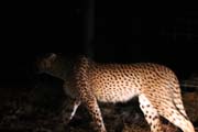 165 - Cheetah (Night Game Drive) IMG_1154