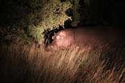 170 - Hippo On Land (Night Game Drive) IMG_1183