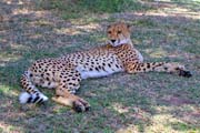 185 - Cheetah (Daytime) IMG_1339