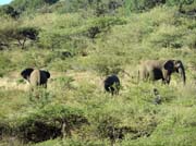 190 - Elephants DSCN1741