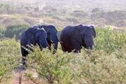 195 - Elephants IMG_1424