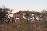 200 - Giraffes (Mom and Baby ) IMG_1205