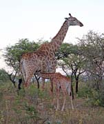 205 - Giraffes (Mom and Baby) IMG_1213