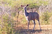 215 - Kudu IMG_1547a