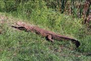230 - Crocodile IMG_1555